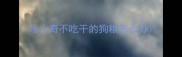 哈士奇不吃干的狗粮怎么办