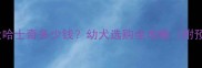 两个月大哈士奇多少钱幼犬选购全攻略附预算清单