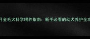2个月金毛犬科学喂养指南新手必看的幼犬养护全攻略