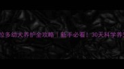 拉布拉多幼犬养护全攻略新手必看30天科学养宠指南