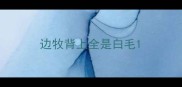 边牧背上全是白毛