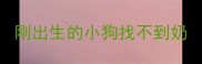 刚出生的小狗找不到奶