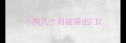 小狗几个月能带出门