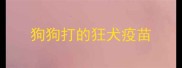 狗狗打的狂犬疫苗
