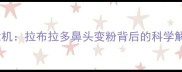 犬类鼻部健康危机拉布拉多鼻头变粉背后的科学解读与护理指南