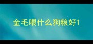 金毛喂什么狗粮好