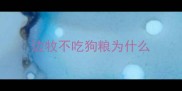 边牧不吃狗粮为什么