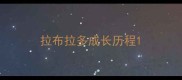 拉布拉多成长历程
