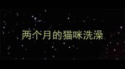 两个月的猫咪洗澡