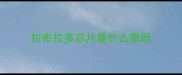 拉布拉多芯片是什么原因