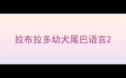拉布拉多幼犬尾巴语言