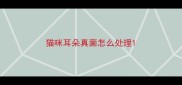 猫咪耳朵真菌怎么处理