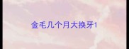 金毛几个月大换牙