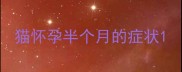 猫怀孕半个月的症状
