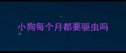 小狗每个月都要驱虫吗