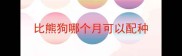 比熊狗哪个月可以配种