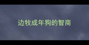 边牧成年狗的智商