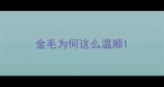 金毛为何这么温顺