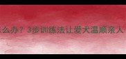 拉布拉多扑人怎么办3步训练法让爱犬温顺亲人附训练视频