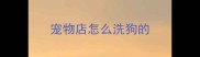 宠物店怎么洗狗的