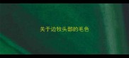 关于边牧头部的毛色