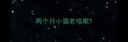 两个月小猫老咳嗽