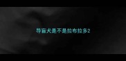 导盲犬是不是拉布拉多