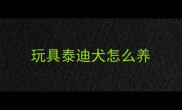 玩具泰迪犬怎么养