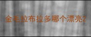 金毛拉布拉多哪个漂亮