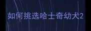 如何挑选哈士奇幼犬