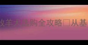 陨石色边牧怎么选边境牧羊犬选购全攻略从基因到饲养技巧一篇说清