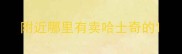 附近哪里有卖哈士奇的