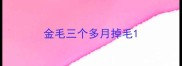 金毛三个多月掉毛