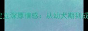 5个科学方法与狗狗建立深厚情感从幼犬期到成年的全周期培养指南