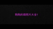 狗狗的萌照片大全