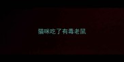 猫咪吃了有毒老鼠