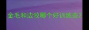 金毛和边牧哪个好训练些