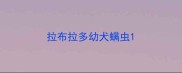 拉布拉多幼犬螨虫