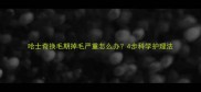 哈士奇换毛期掉毛严重怎么办4步科学护理法