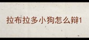 拉布拉多小狗怎么辩
