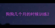 狗狗几个月的时候训练