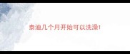 泰迪几个月开始可以洗澡