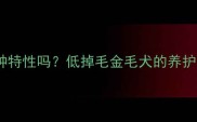 金毛不掉毛是品种特性吗低掉毛金毛犬的养护秘诀与选购指南