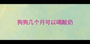 狗狗几个月可以喝酸奶