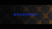 猫咪右腿骨骼突出