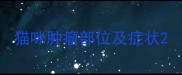 猫咪肿瘤部位及症状
