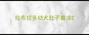 拉布拉多幼犬肚子着凉