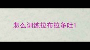 怎么训练拉布拉多吐