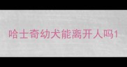 哈士奇幼犬能离开人吗