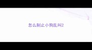 怎么制止小狗乱叫